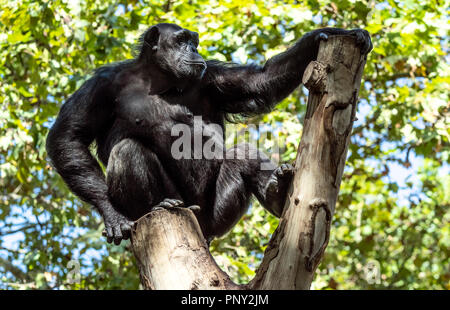 Gorilla sitting on a tree top Stock Photo