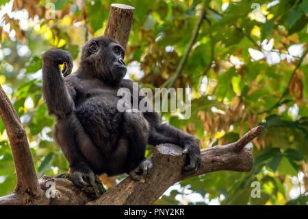 Gorilla sitting on a tree top Stock Photo