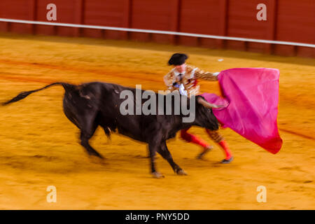 Racing bull with matador, torero or toureiro in traditional clothes, bullfighting, bullring Plaza de Toros de la Real de Stock Photo
