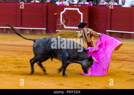 Racing bull with matador, torero or toureiro in traditional clothes, bullfighting, bullring Plaza de Toros de la Real de Stock Photo
