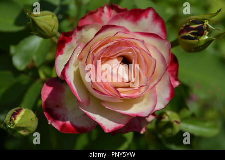 Floral Image of a Rose from Dow Gardens in Midland, MI Stock Photo