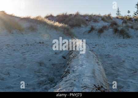 Large tree trunk lying prone on the grassy beach pointing towards the sunny horizon Stock Photo