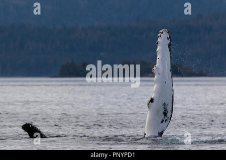 Humpback whale waving with its pectoral fin near the Broughton Archipelago, Great Bear Rainforest, First Nations Territory, British Columbia, Canada. Stock Photo