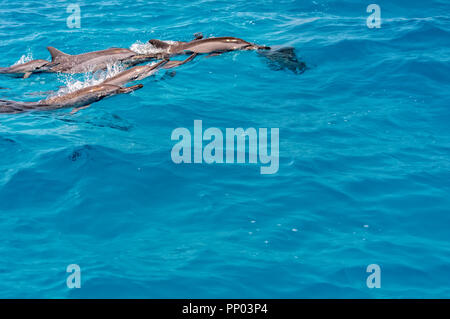 Dolphins swimming in the waters near Maldives. Stock Photo