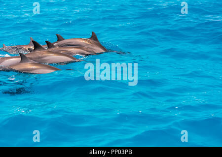 Dolphins swimming in the waters near Maldives Stock Photo