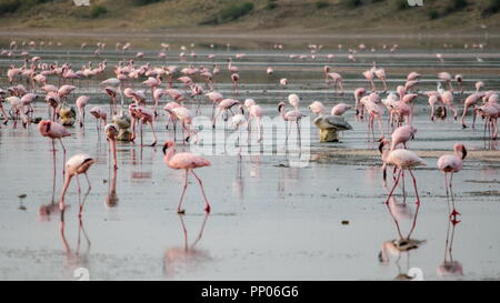 A Flurry Of Flamingos At Lake Magadi Kenya Stock Photo Alamy a-flurry-of-flamingos-at-lake-magadi-kenya-stock-photo-alamy