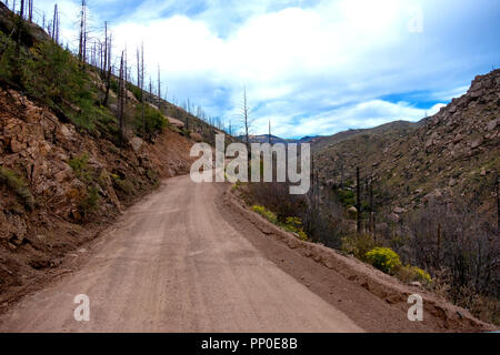 Burned out trees from the 2002 Hayman Fire 16 years later in the Pike National Forest of Colorado. Stock Photo