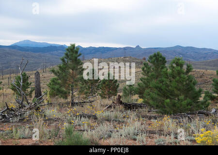 New growth is mixed with burned out trees from the 2002 Hayman Fire 16 years later in the Pike National Forest of Colorado. Stock Photo