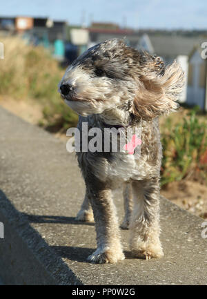 Norfolk, UK. 21 September 2018. Cookie the cockapoo dog has her fur blown back in the high wind as Storm Bronagh batters the country, including here at Heacham, Norfolk, on September 21, 2018. Credit: Paul Marriott/Alamy Live News Stock Photo