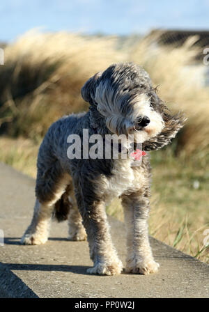 Norfolk, UK. 21 September 2018. Cookie the cockapoo dog has her fur blown back in the high wind as Storm Bronagh batters the country, including here at Heacham, Norfolk, on September 21, 2018. Credit: Paul Marriott/Alamy Live News Stock Photo