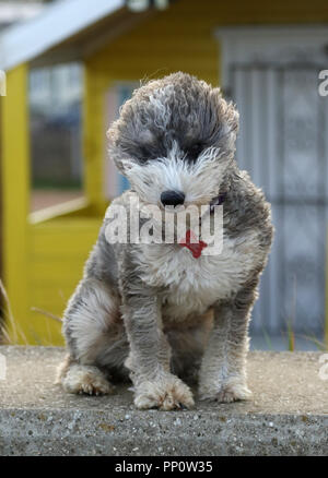 Norfolk, UK. 21 September 2018. Cookie the cockapoo dog has her fur blown back in the high wind as Storm Bronagh batters the country, including here at Heacham, Norfolk, on September 21, 2018. Credit: Paul Marriott/Alamy Live News Stock Photo