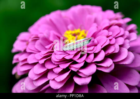 Wedding Band on Pink Flower Stock Photo