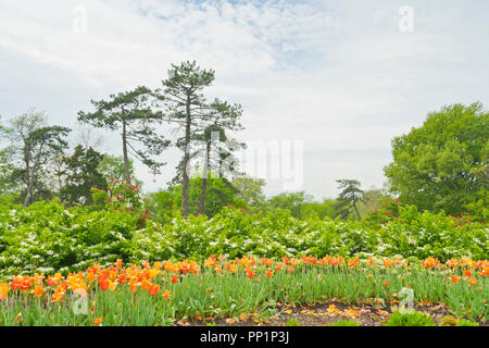 Clouds surrounding a brief spring shower system make for a fabulous scene over a garden of tulips, sweet mock orange, and red buckeye. Stock Photo