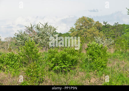 Clouds surrounding a brief spring shower system over hawthorns with white blossoms make for a fabulous scene at St. Louis Forest Park. Stock Photo