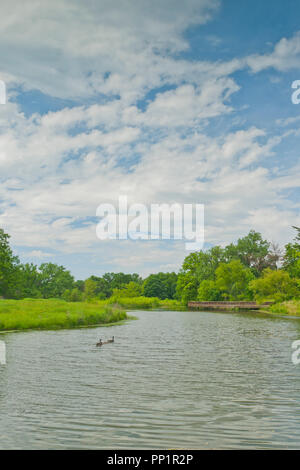Geese and goslings swim in the lake near the boardwalk by the Steinberg Prairie natural area at St. Louis Forest Park under a partly cloudy sky. Stock Photo