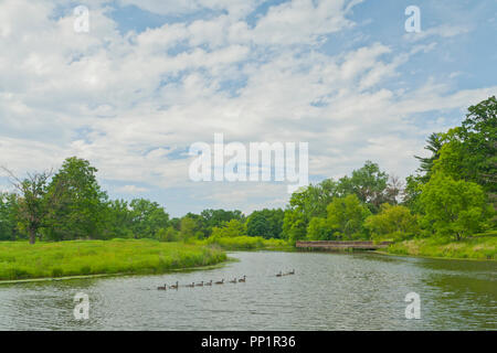 Geese and goslings swim in a row in the lake near the boardwalk by a natural area at St. Louis Forest Park under a partly cloudy sky on a summer day. Stock Photo