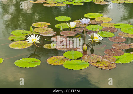 Water lilies with green and brown pads (leaves) and purple and yellow flowers in a pond outside the Jewel Box in St. Louis Forest Park on an autumn ev Stock Photo