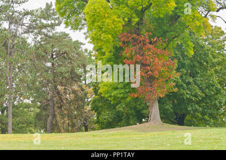 Climbing poison ivy in autumn adds color to trees on the Probstein Golf Course at St. Louis Forest Park in October. Stock Photo