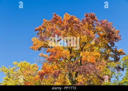 A sweetgum tree in a St. Louis park proudly displays its spectrum of majestic autumn colors: red, orange, yellow, green, and purple. Stock Photo