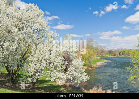 The white flowers of pear trees next to Jefferson Lake glowing in the sunshine at St. Louis Forest Park on a spring day. Stock Photo