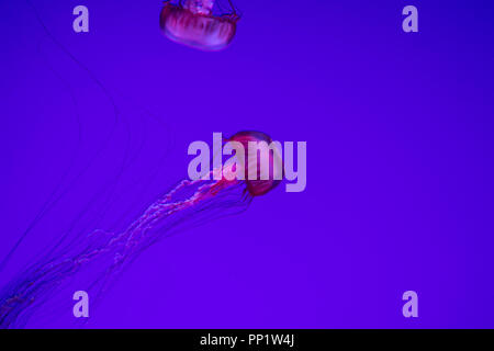 Jellyfish floating in water. Long tentacle deep sea jellies. Stock Photo