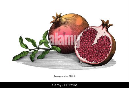 Pomegranate hand drawing vintage clip art isolated on white background Stock Vector