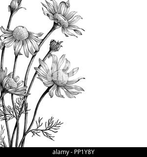 Chamomile flowers hand draw vintage book cover Stock Vector