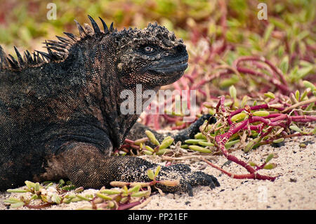 The marine iguana, Amblyrhynchus cristatus, is an iguana found only in Galapagos archipelago and has a unique ability to forage in the sea. Stock Photo