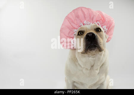 FUNNY DOG WAITING FOR A BATH WITH A SHOWER CAP. ISOLATED AGAINST GRAY  AND WHITE BACKGROUND Stock Photo
