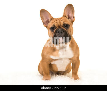 Brown french bulldog sitting on a white fur blanket looking at camera on a white background Stock Photo