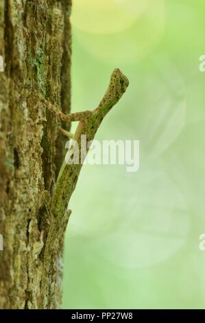 A Black-bearded Flying Lizard (Draco melanopogon) on a tree in Danum Valley Conservation Area, Sabah, East Malaysia, Borneo Stock Photo