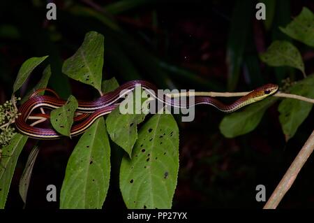 A Striped Bronzeback (Dendrelaphis caudolineatus) resting in vegetation at night in Danum Valley Conservation Area, Sabah, East Malaysia, Borneo Stock Photo