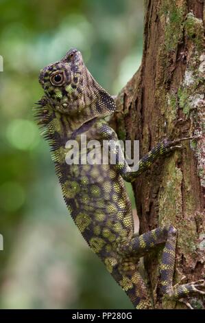 A Borneo Angle-headed Lizard (Gonocephalus bornensis) in the rainforest of Danum Valley Conservation Area, Sabah, East Malaysia, Borneo Stock Photo