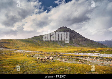 Sheep in near the river in Terskey Alatau mountains of Kyrgyzstan, Central Asia Stock Photo