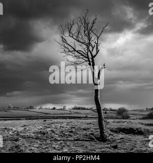 Lonely tree, Werneth Low, Manchester, UK Stock Photo