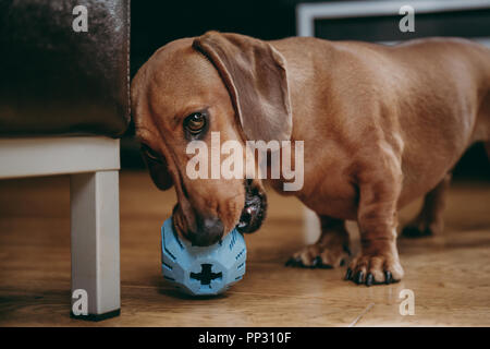 Smooth brown miniature dachshund playing with a rubber toy on the floor at home. Stock Photo