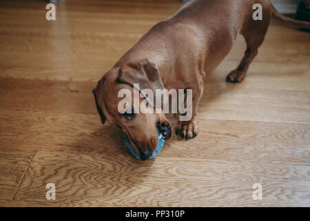 Smooth brown miniature dachshund playing with a rubber toy on the floor at home. Stock Photo