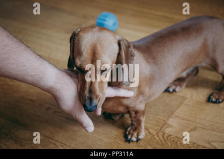 Tired puppy standing on the wooden floor, falling asleep as the owner's hand stroking him. Stock Photo