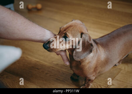 Owner's hand caressing brown smooth hair dachshund puppy standing on the wooden floor at home. Stock Photo