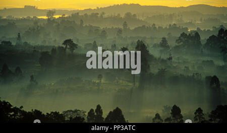 Rainforest at dawn, Mgahinga Gorilla National Park, Uganda, Africa. Stock Photo