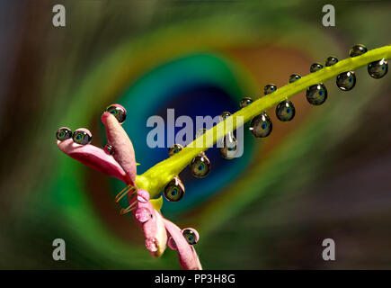 Water droplets and reflection of the peacock feather in the water dropplets. Stock Photo