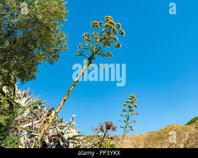 Tall agave flower spike plants against blue sky, Sedella, Axarquia, Andalusia, Spain Stock Photo