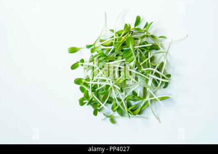 Micronutrient sunflower seedlings. Live super food on a white background. Stock Photo