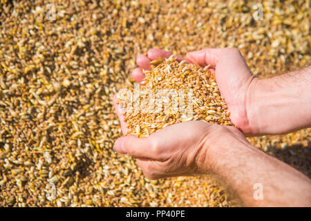 Man’s hand taking a handful of wheat grains. Stock Photo