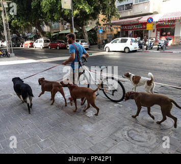 Dog walker, Tel Aviv, Israel Stock Photo