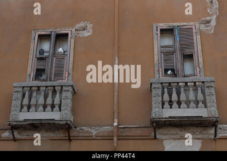 Feral pigeons perched on shutters in old delapidated windows. Sardinia Stock Photo