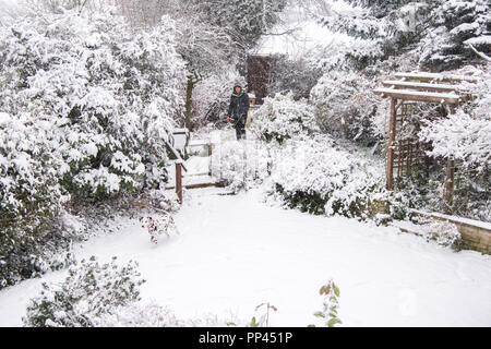 A Dalmatian dog is hard to find in a snowy English garden. Stock Photo