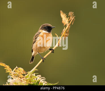 European stonechat perching on a fern branch against clear background, UK. Birds in parks and meadows. Stock Photo