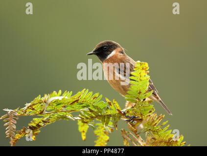 European stonechat perching on a fern branch against clear background, UK. Birds in parks and meadows. Stock Photo