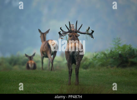 Close up of a red deer roaring at two hinds during rutting season in autumn. Stock Photo